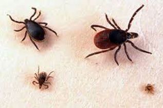 Black legged or Deer ticks at various life stages